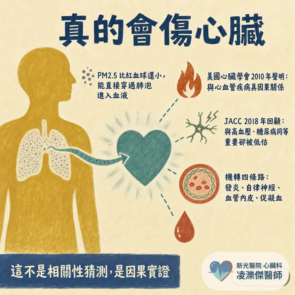 空氣品質亮紅燈:PM2.5 怎麼傷心血管,紫爆天心臟病人怎麼自保 圖卡 2