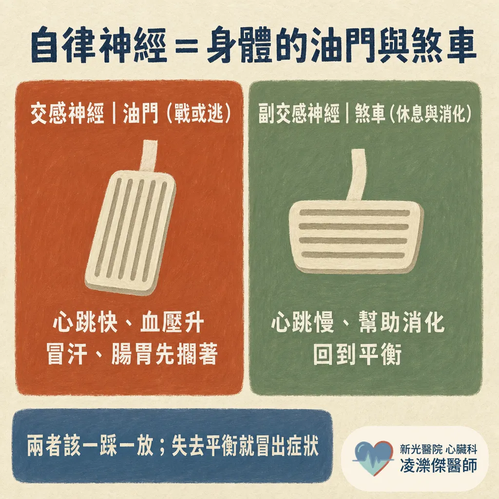自律神經失調到底是什麼?心臟科先幫你排除這些 圖卡 2
