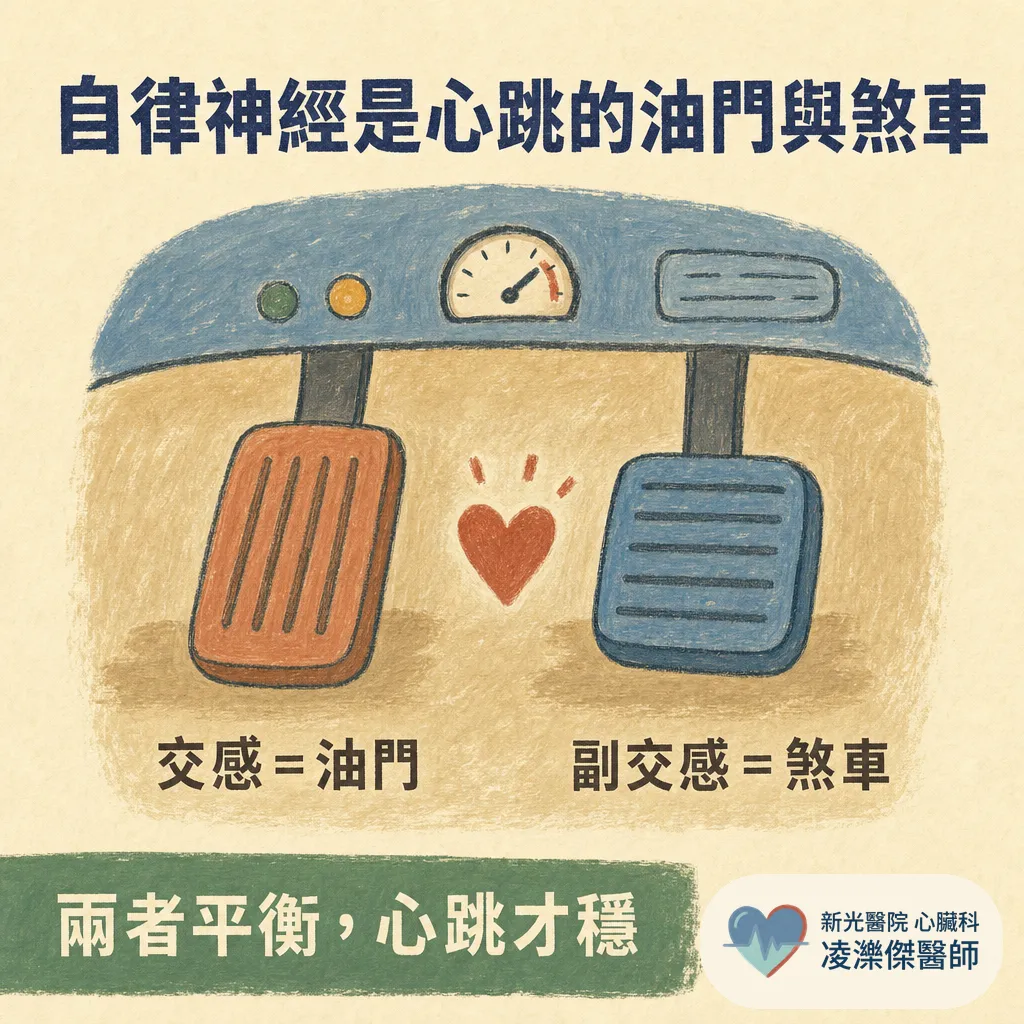什麼是自律神經活性檢查？醫師為什麼安排我做這個 圖卡 2