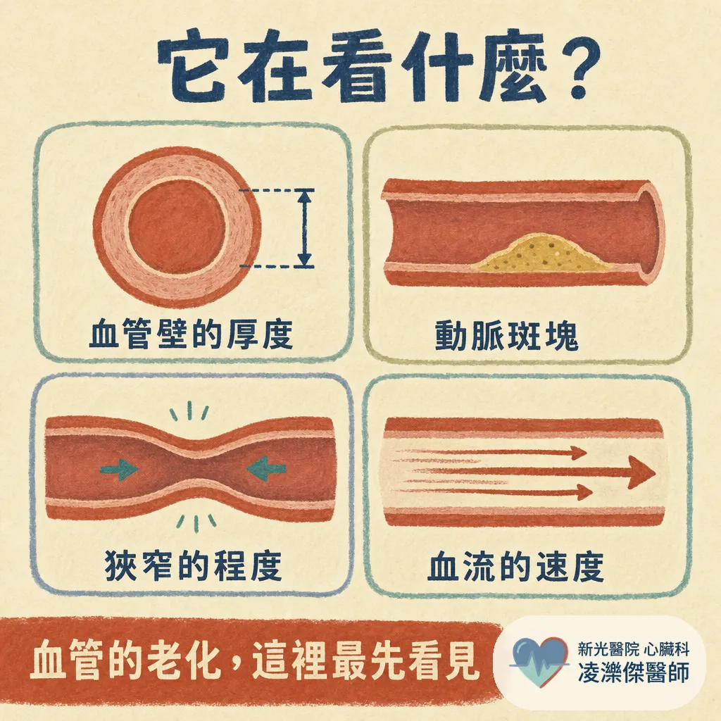 頸動脈超音波在看什麼？誰該做、報告有斑塊怎麼辦，一次看懂 圖卡 2